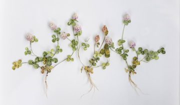 BIBUŁA BLOOMS – KWIATY MIODODAJNE