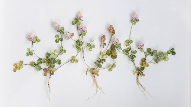 BIBUŁA BLOOMS – KWIATY MIODODAJNE