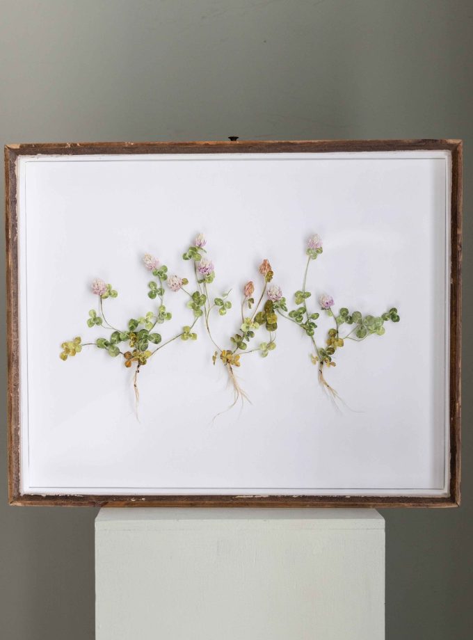 BIBUŁA BLOOMS - PAPIEROWA KONICZYNA