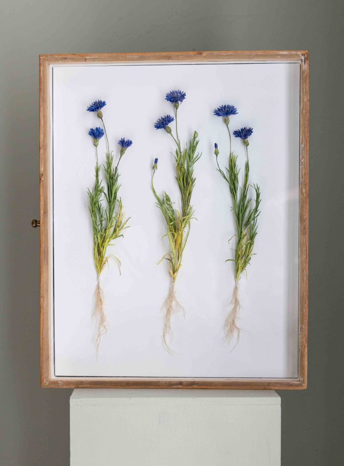 BIBUŁA BLOOMS - PAPIEROWE CHABRY