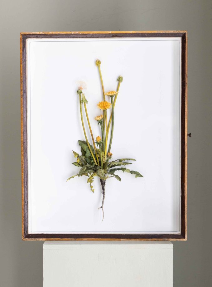 BIBUŁA BLOOMS - PAPIEROWY MNISZEK
