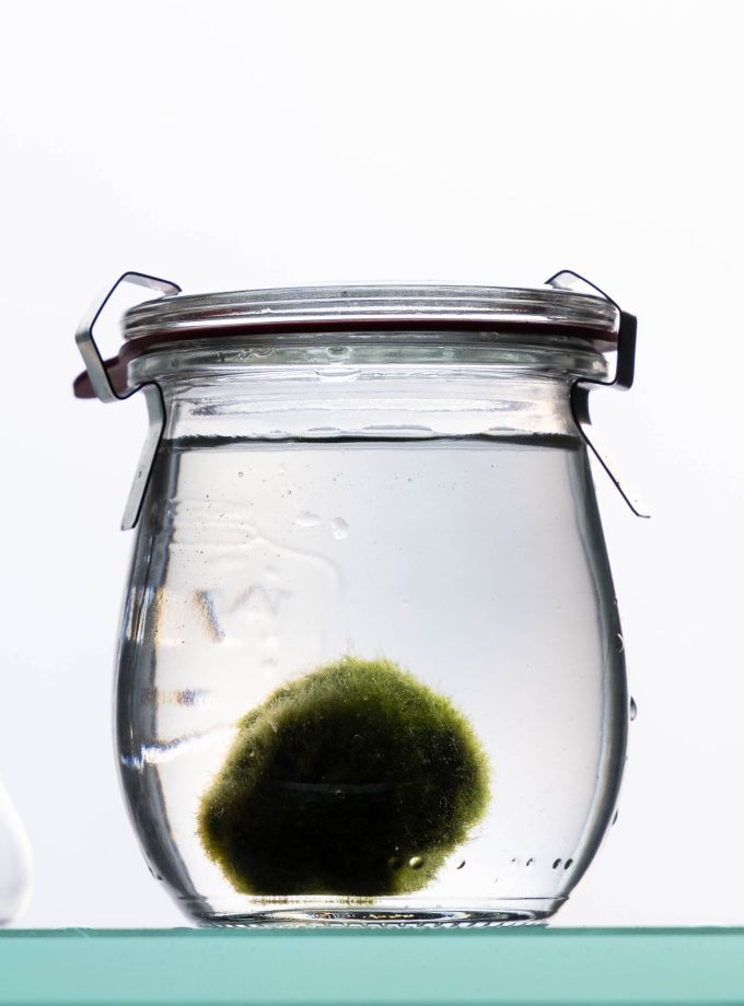 Marimo