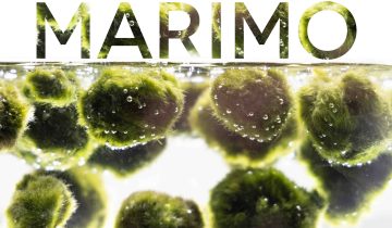MARIMO